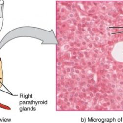 Endocrine glands labeled hormones metabolism regulate gland thyroid functions hormone endocrinology pituitary thymus pineal rich medicinebtg koibana