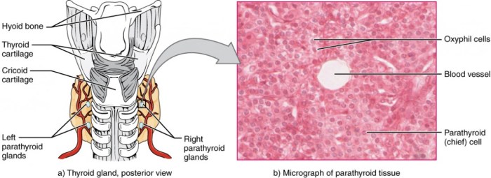 Endocrine glands labeled hormones metabolism regulate gland thyroid functions hormone endocrinology pituitary thymus pineal rich medicinebtg koibana