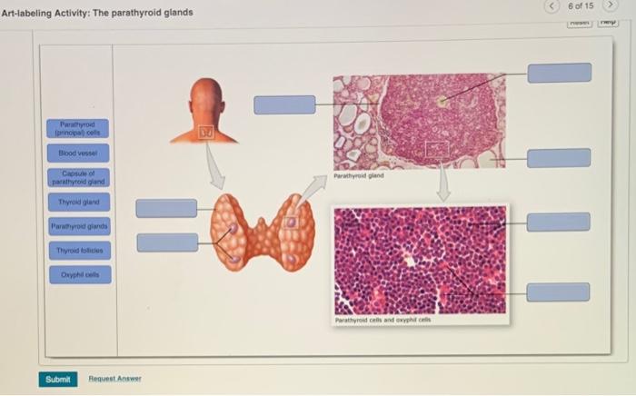 Art-labeling activity the parathyroid glands