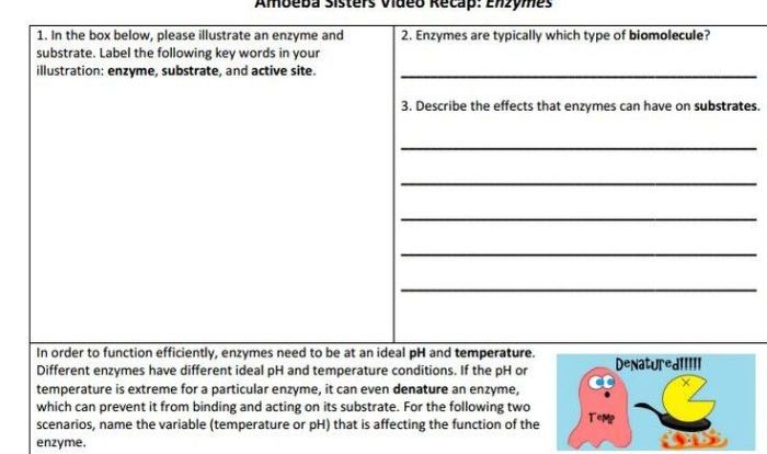 Amoeba sisters dna vs rna answer key