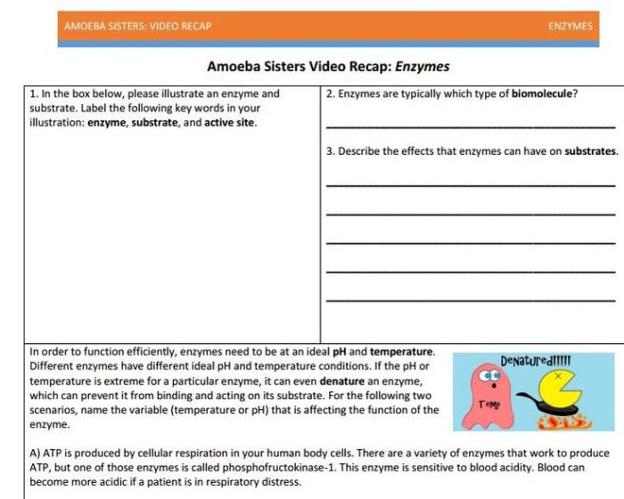 Amoeba sisters dna vs rna answer key