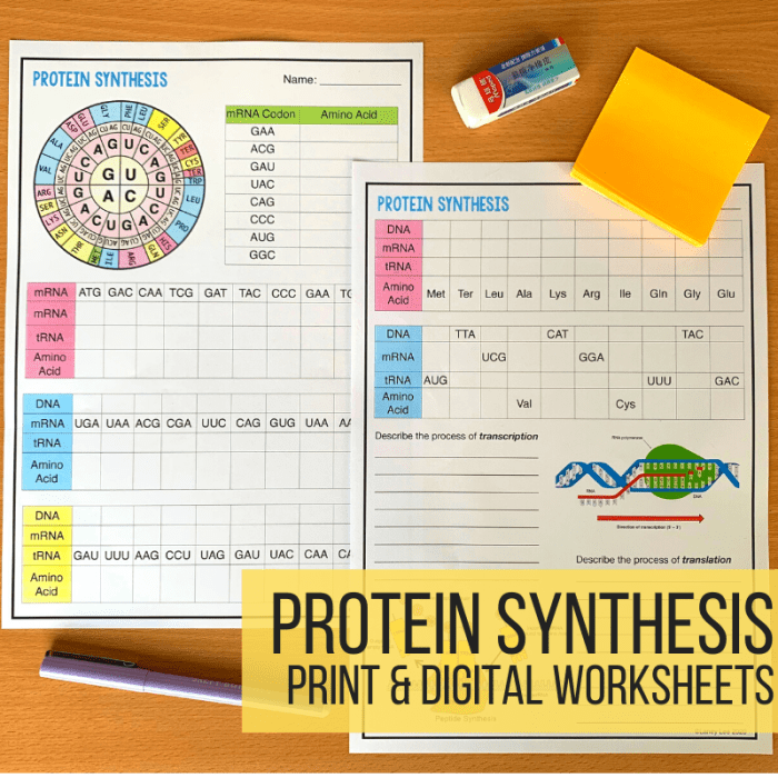 Practice protein synthesis answer key