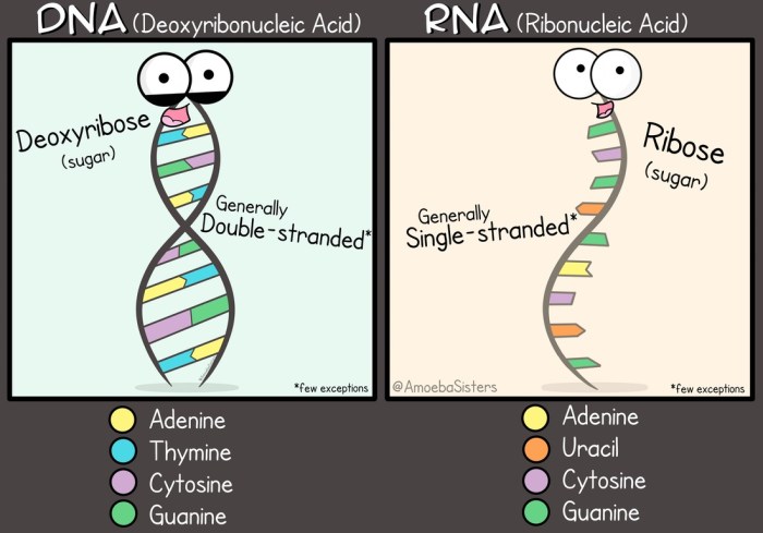 Amoeba sisters dna vs rna answer key