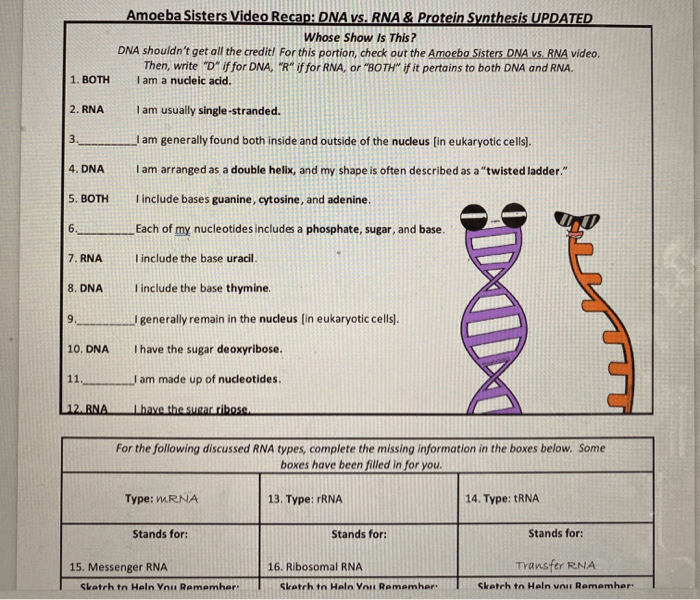 Amoeba sisters dna vs rna answer key