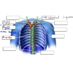 Apparatus lacrimal anatomy gland