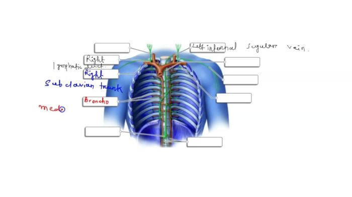 Apparatus lacrimal anatomy gland