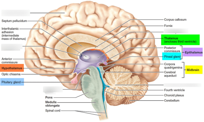 Brain anatomy corpus section callosum midsagittal sagittal thalamus hypothalamus gland pituitary pons human gross cerebellum medulla nerves diencephalon parts cranial