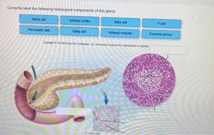 Correctly label the following histological components of this gland.