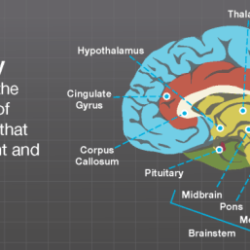 Match the function with the correct area thalamus or hypothalamus