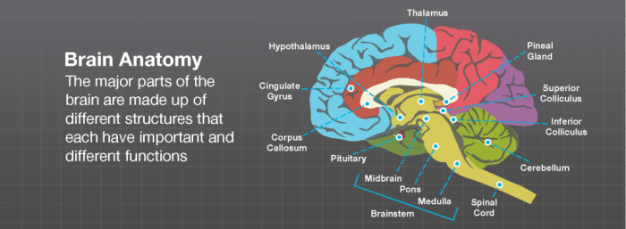 Match the function with the correct area thalamus or hypothalamus