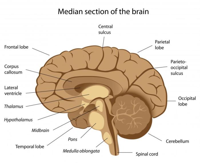 Match the function with the correct area thalamus or hypothalamus