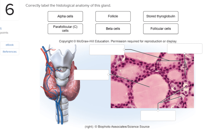 Thyroid gland histology microscope endocrine microscopic medicine tiroides histologia adrenal microscopio follicular parafollicular proteinatlas lamina glands epithelium dictionary odwiedź tejidos