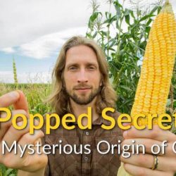 Popped secret the mysterious origin of corn worksheet answers