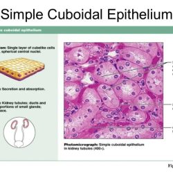 Chapter 5 histology post laboratory worksheet answers