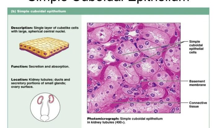 Chapter 5 histology post laboratory worksheet answers